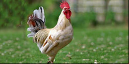 Sonidos de Animales de Granja * Juegos educativos online para bebes, ni