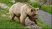 Animales del Bosque! Sonidos de animales