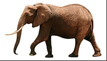 Animales de la Selva! Videos para ni