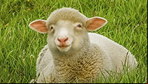 Sonidos de Animales! Arpender y divertirse